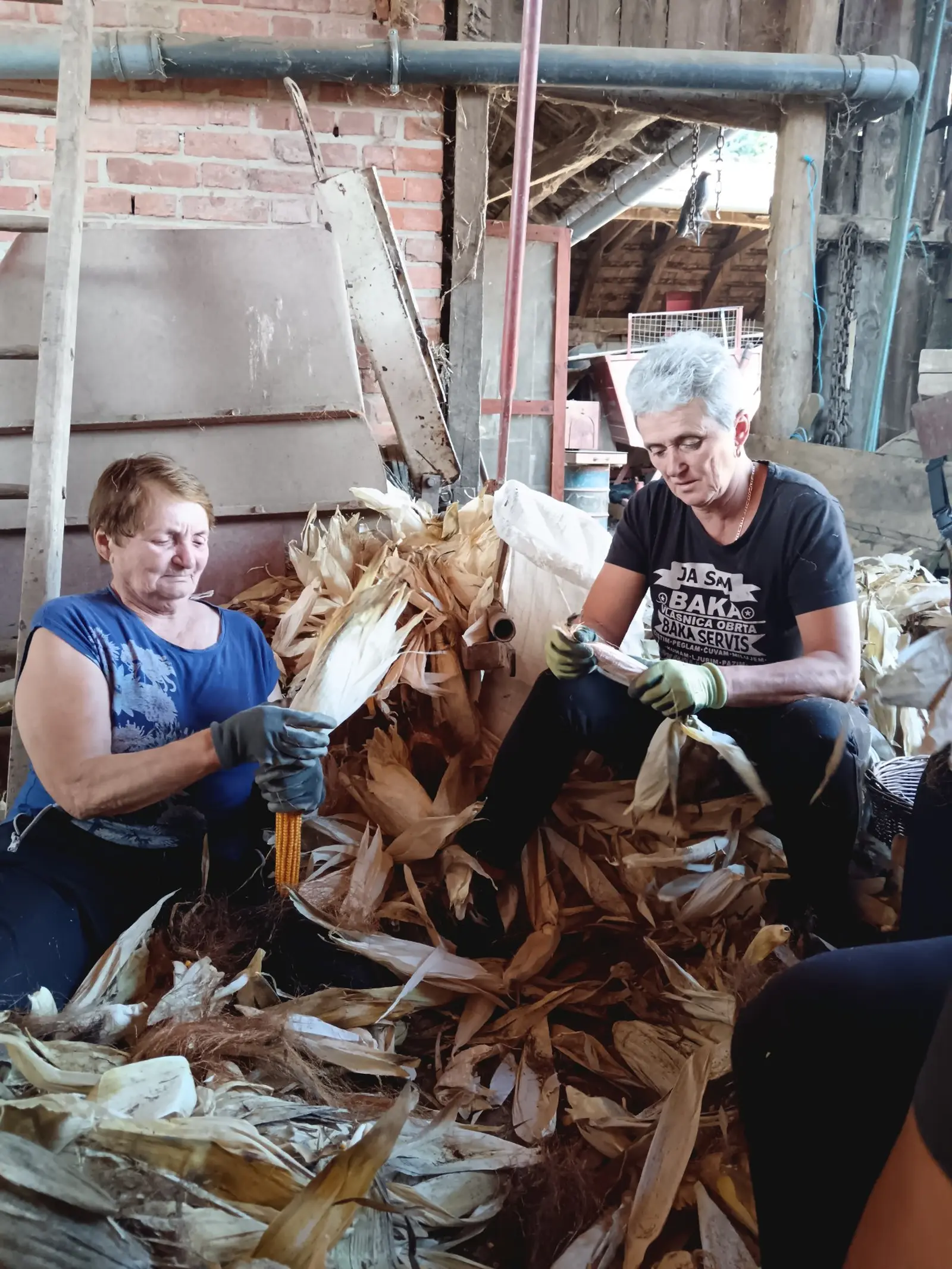 Ručna berba kukuruza, pušćine(26)