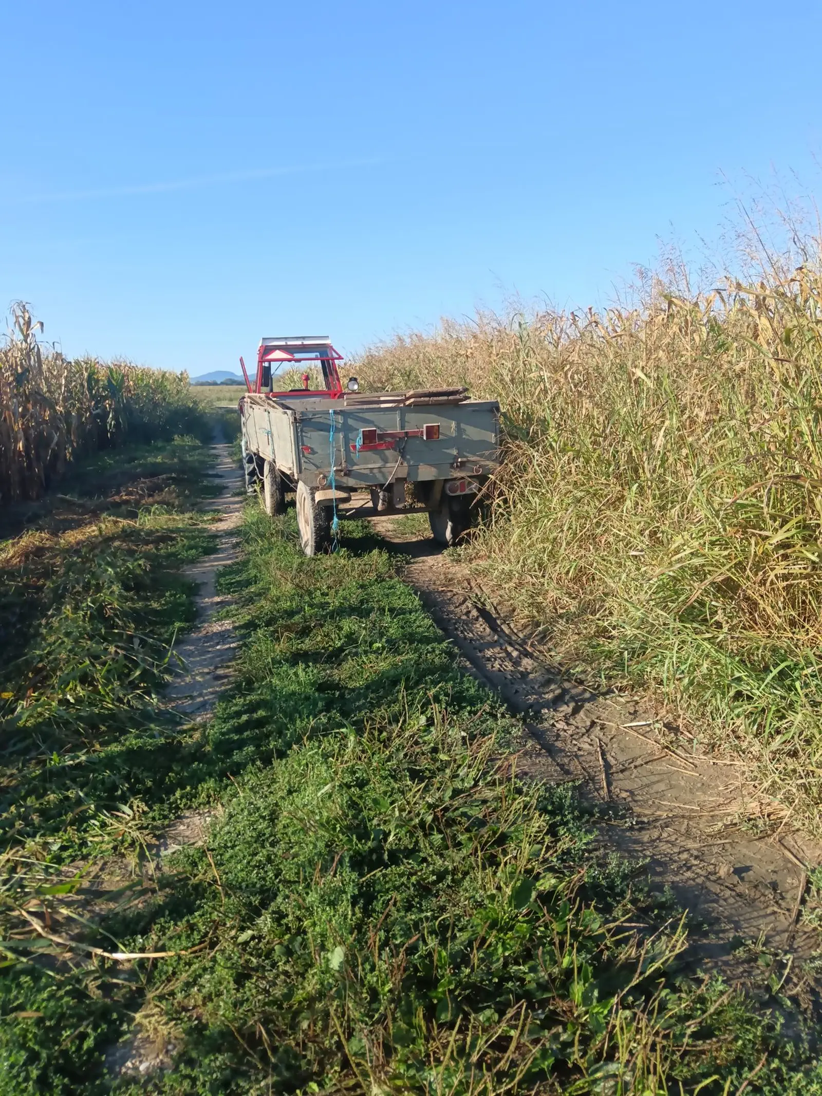 Ručna berba kukuruza, pušćine(29)