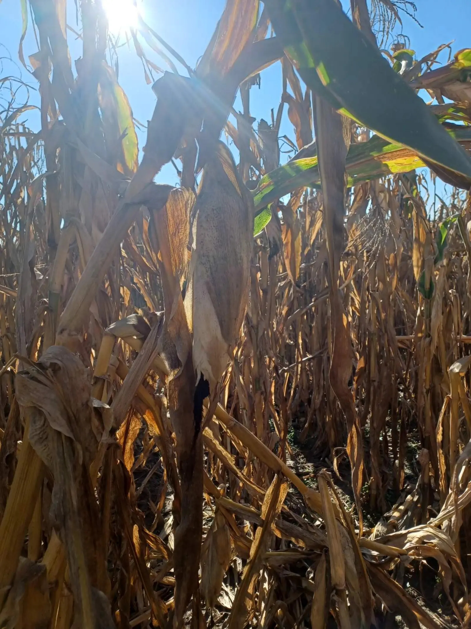 Ručna berba kukuruza, pušćine(30)