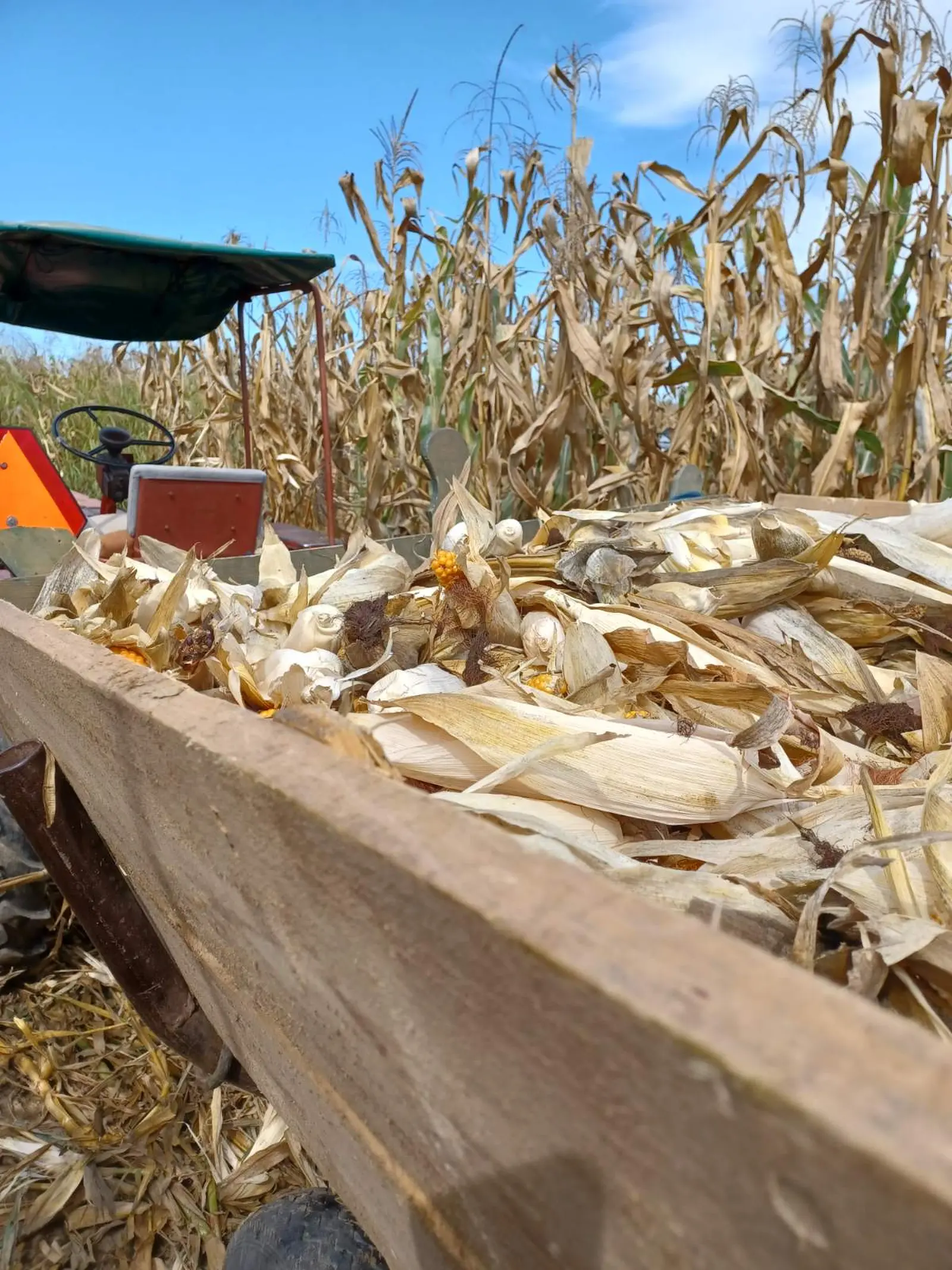 Ručna berba kukuruza, pušćine(31)