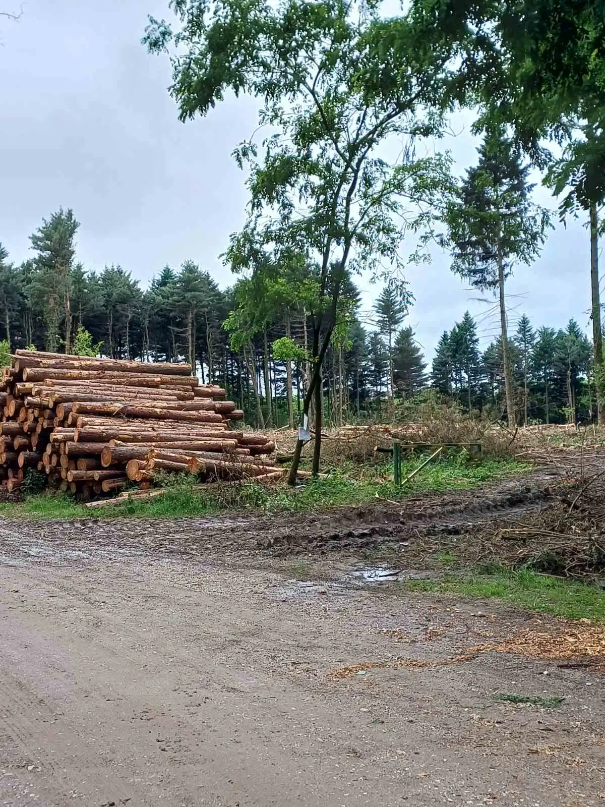 Rušenje borove šume, Mihovljan 2024 (1) Rušenje borove šume, Mihovljan 2024 (1)