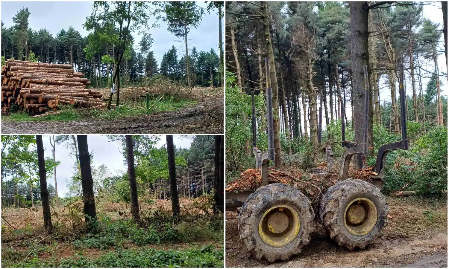 Rušenje borove šume, Mihovljan 2024 (2) Rušenje borove šume, Mihovljan 2024 (2)