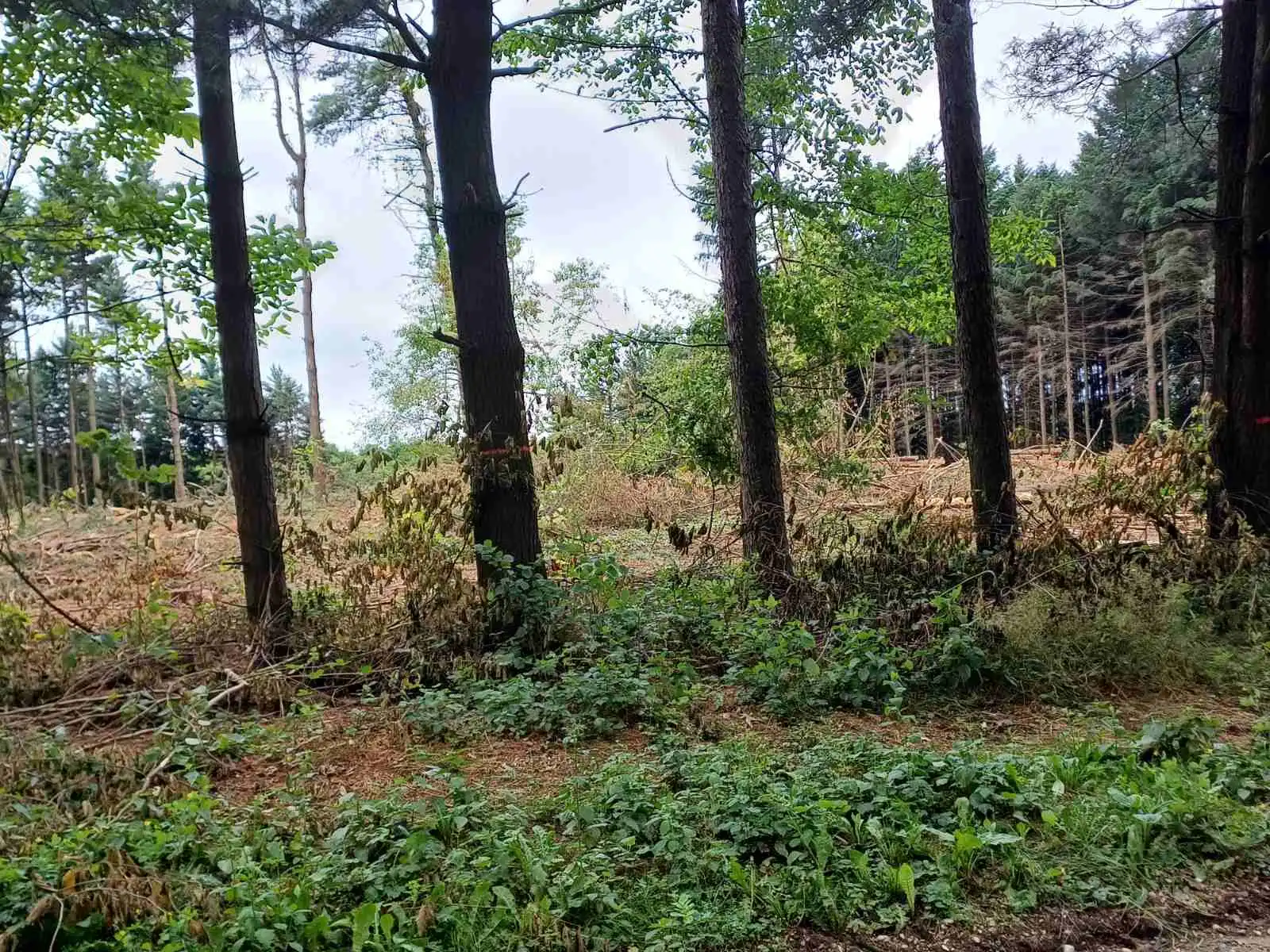 Rušenje borove šume, Mihovljan 2024 (3) Rušenje borove šume, Mihovljan 2024 (3)