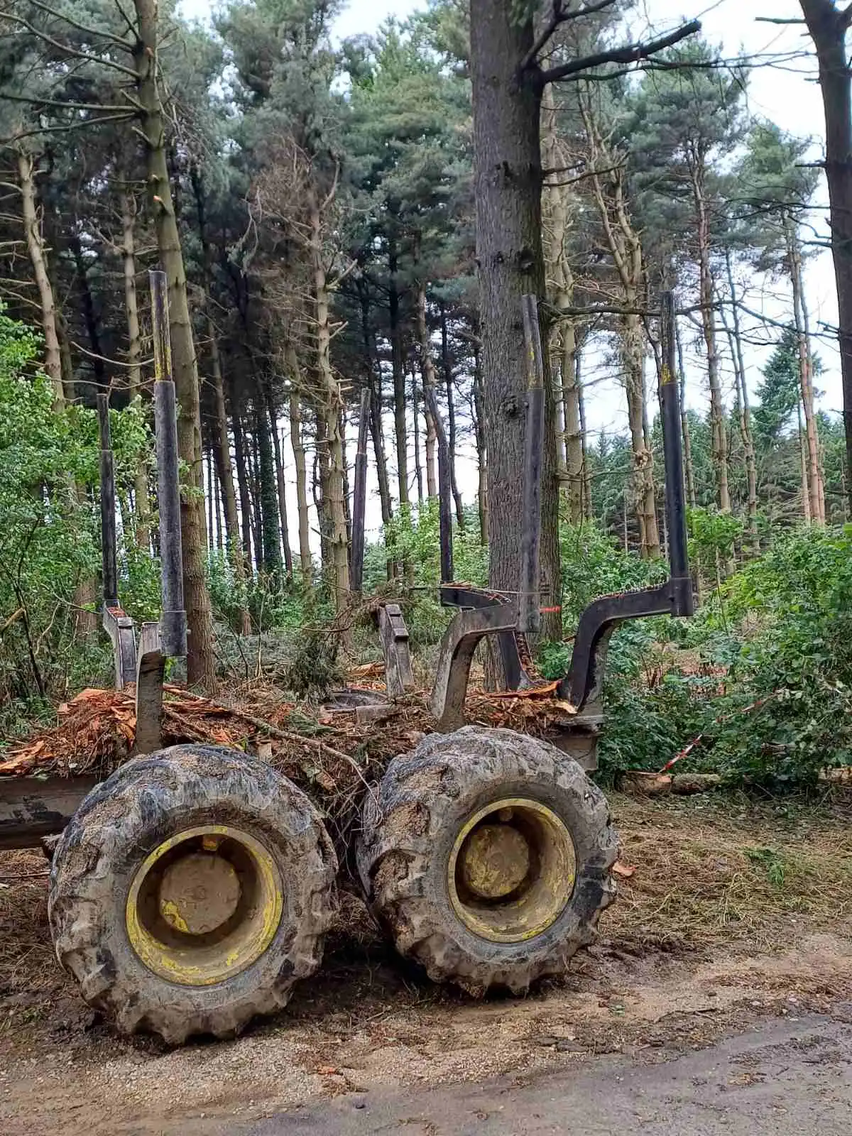 Rušenje borove šume, Mihovljan 2024 (4) Rušenje borove šume, Mihovljan 2024 (4)