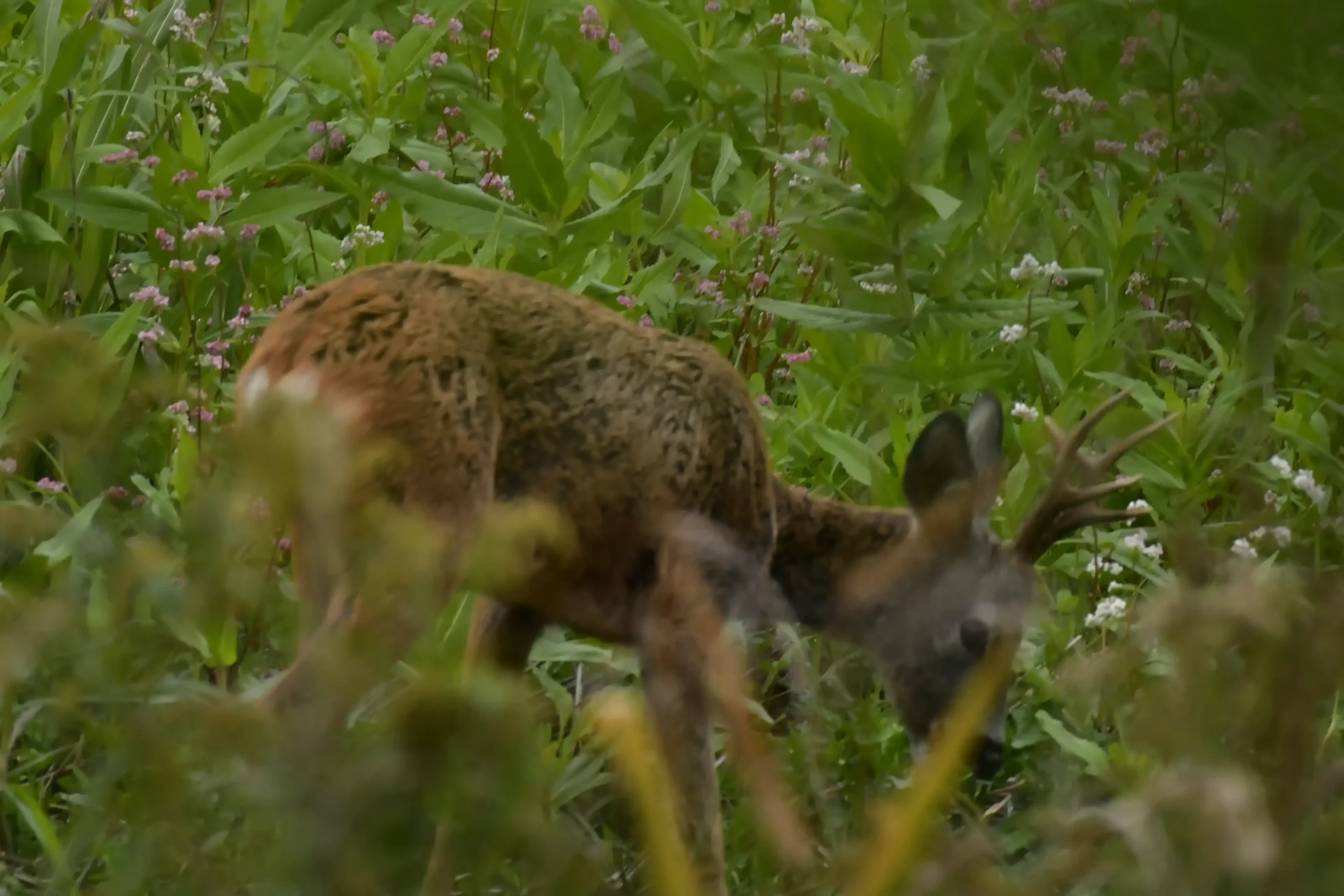 SRNDAĆ (2) SRNDAĆ (2)