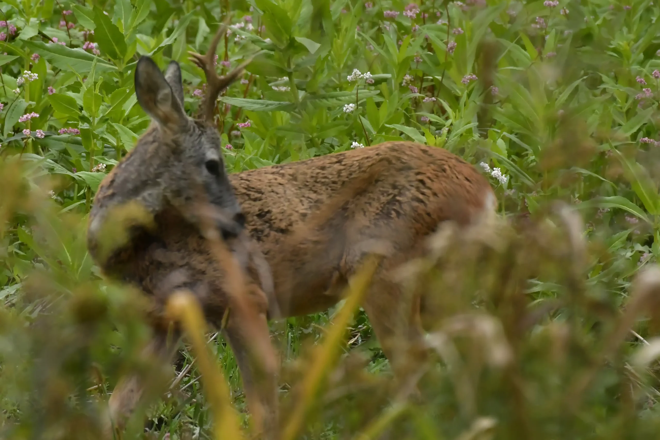 SRNDAĆ (3) SRNDAĆ (3)