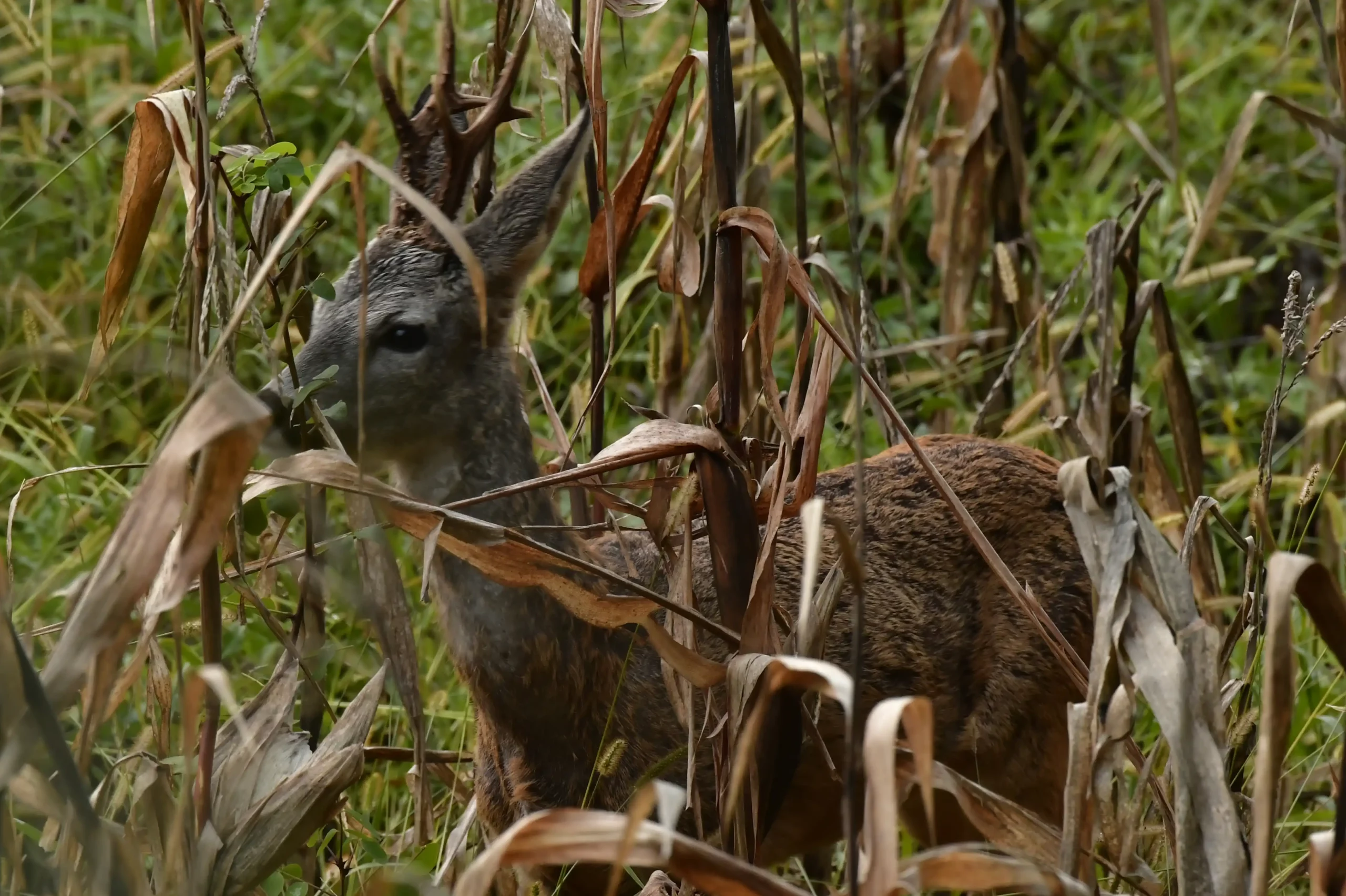SRNDAĆ (4) SRNDAĆ (4)