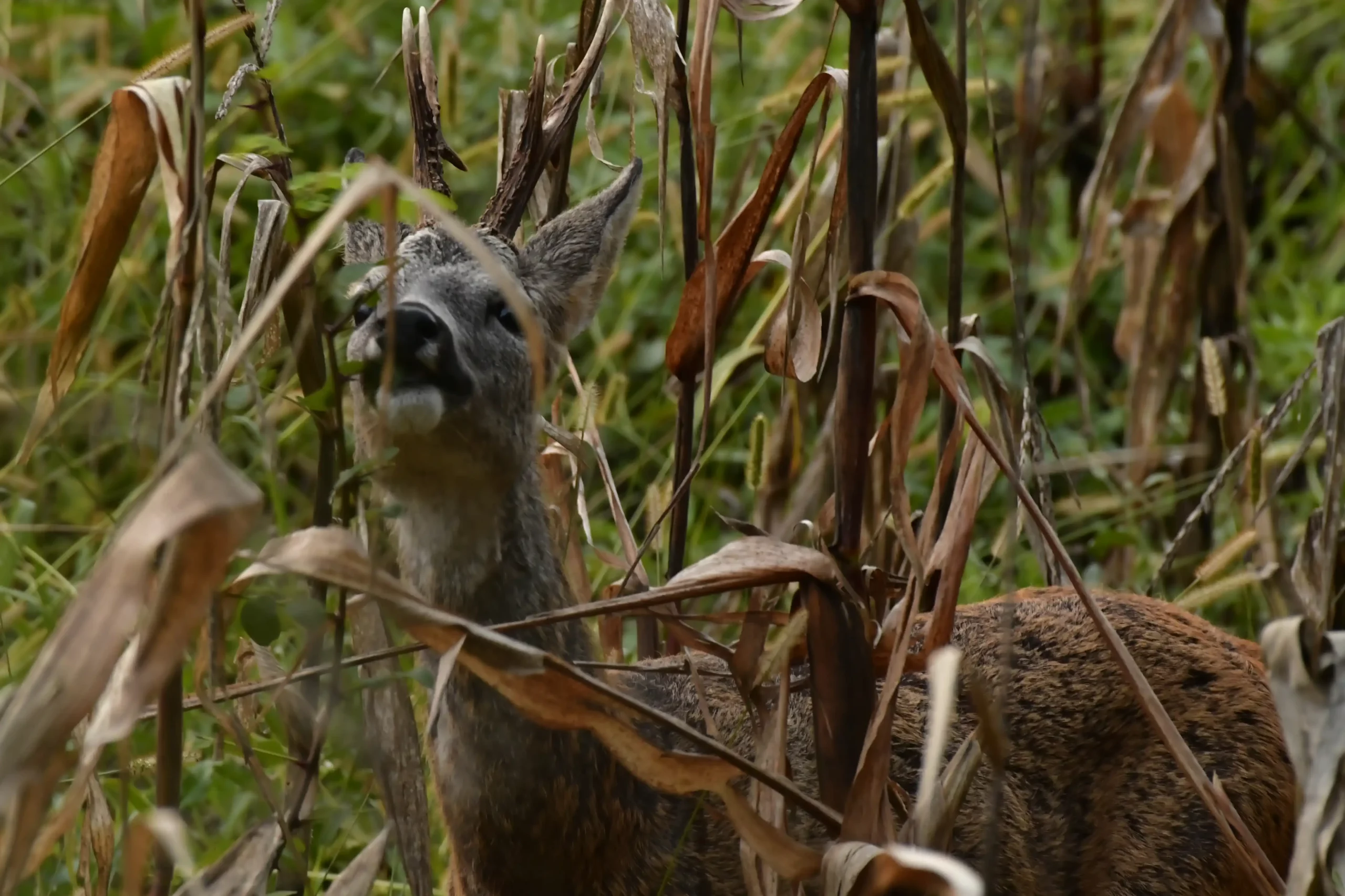 SRNDAĆ (5) SRNDAĆ (5)