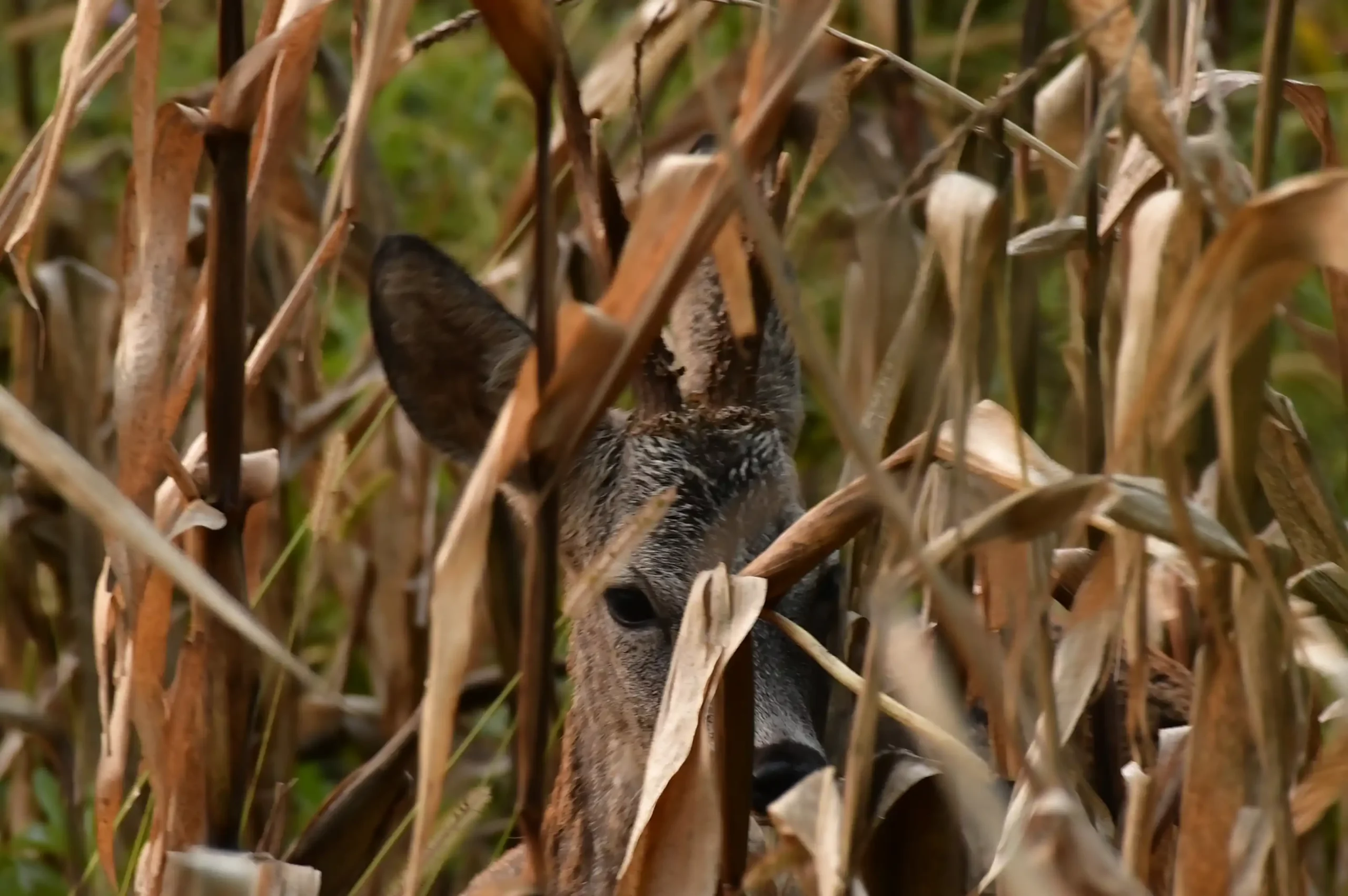 SRNDAĆ (6) SRNDAĆ (6)