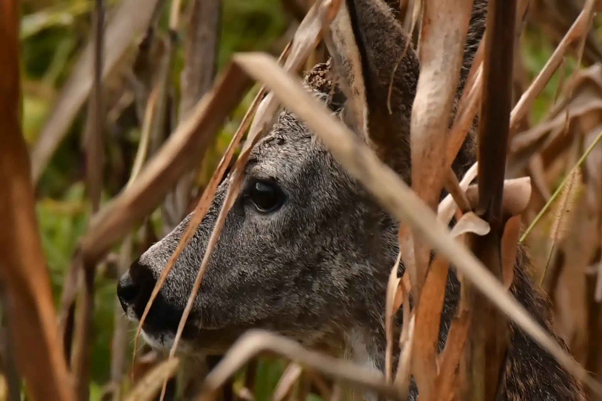 SRNDAĆ (7) SRNDAĆ (7)