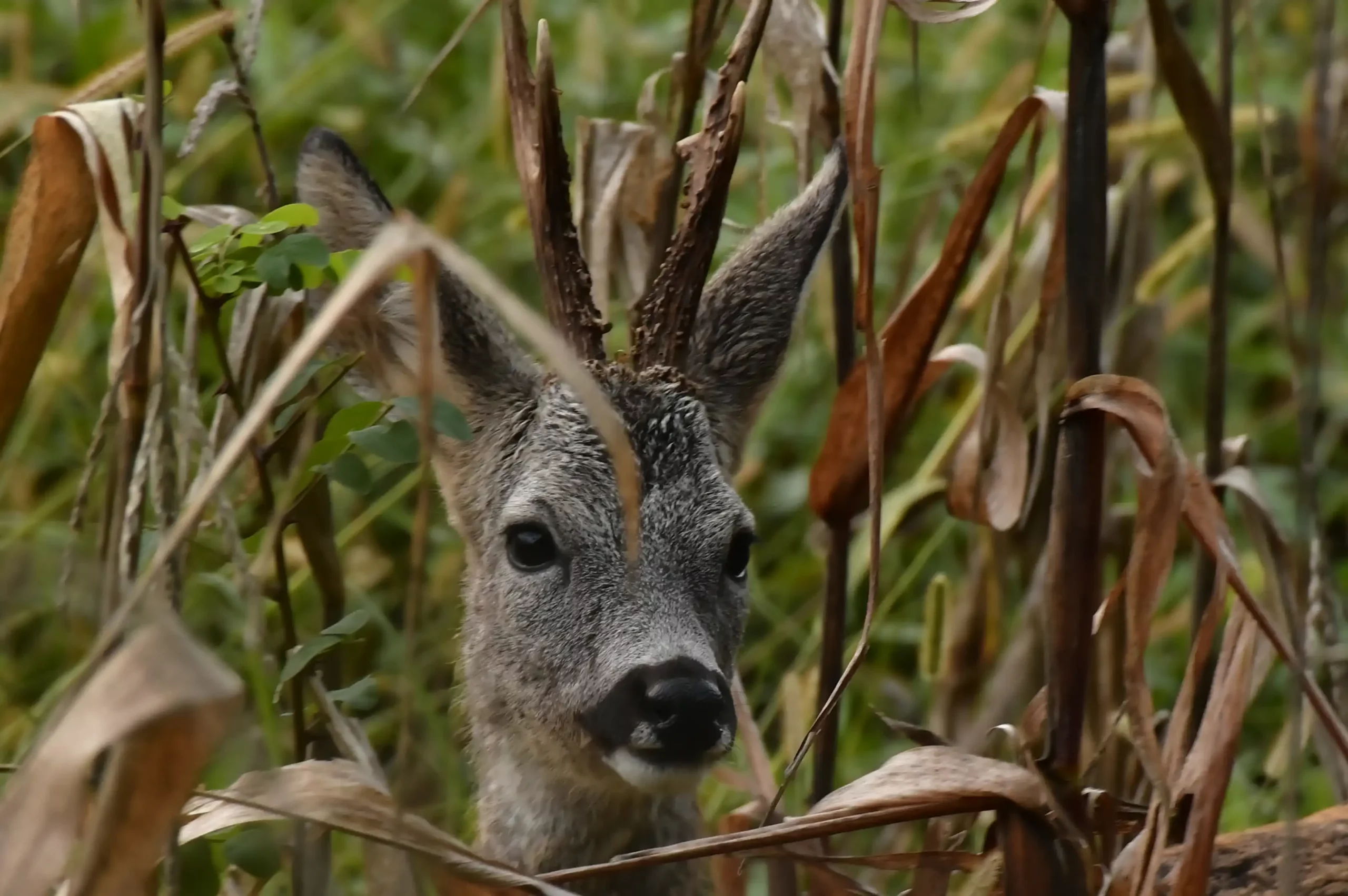 SRNDAĆ (8) SRNDAĆ (8)