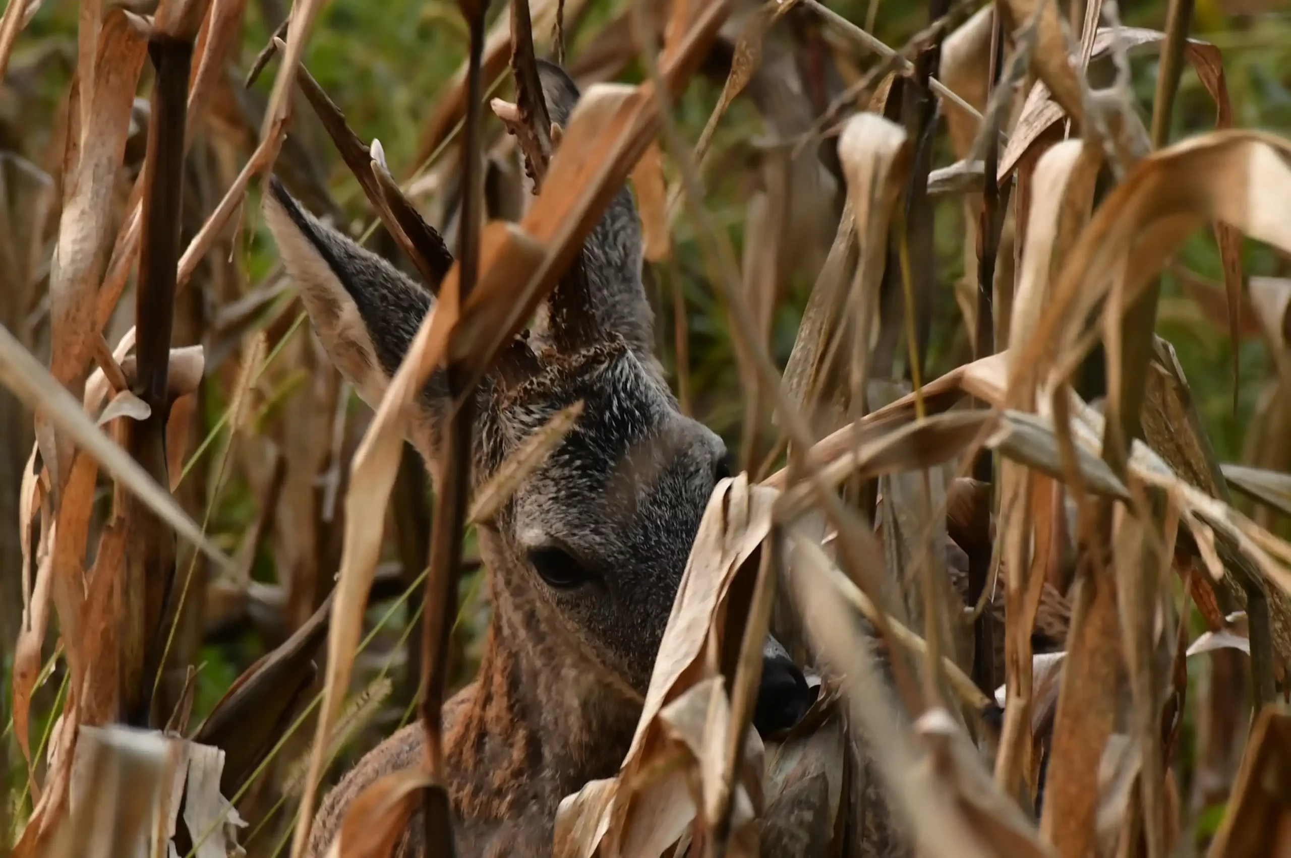 SRNDAĆ (9) SRNDAĆ (9)