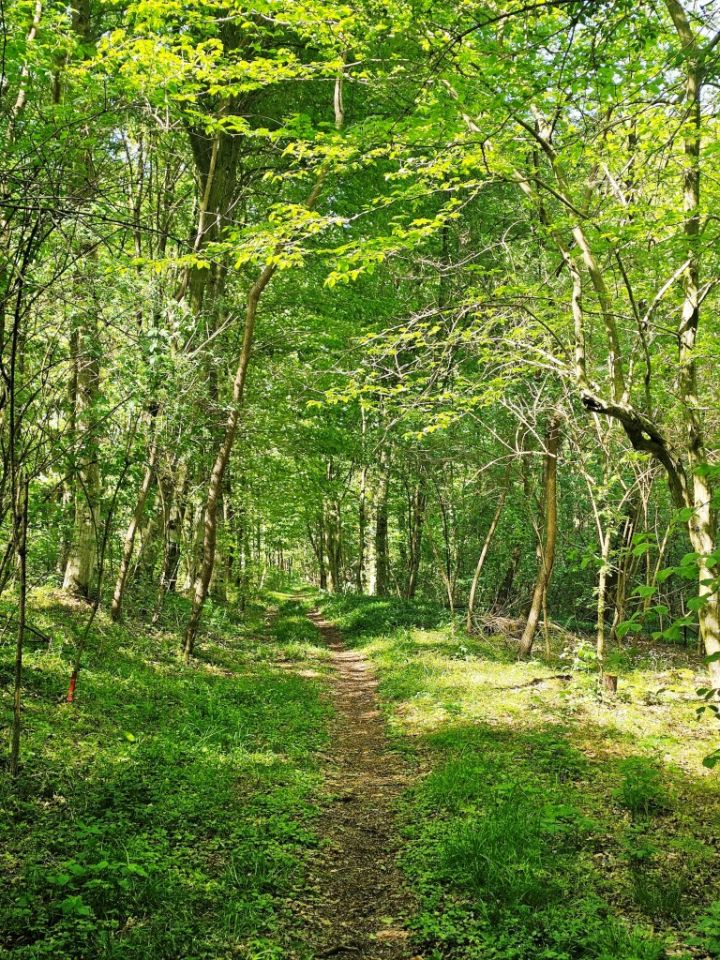 STAZAMA PROŠLOSTI Šetnja Feštetićevim tragovima u Brezju (2)