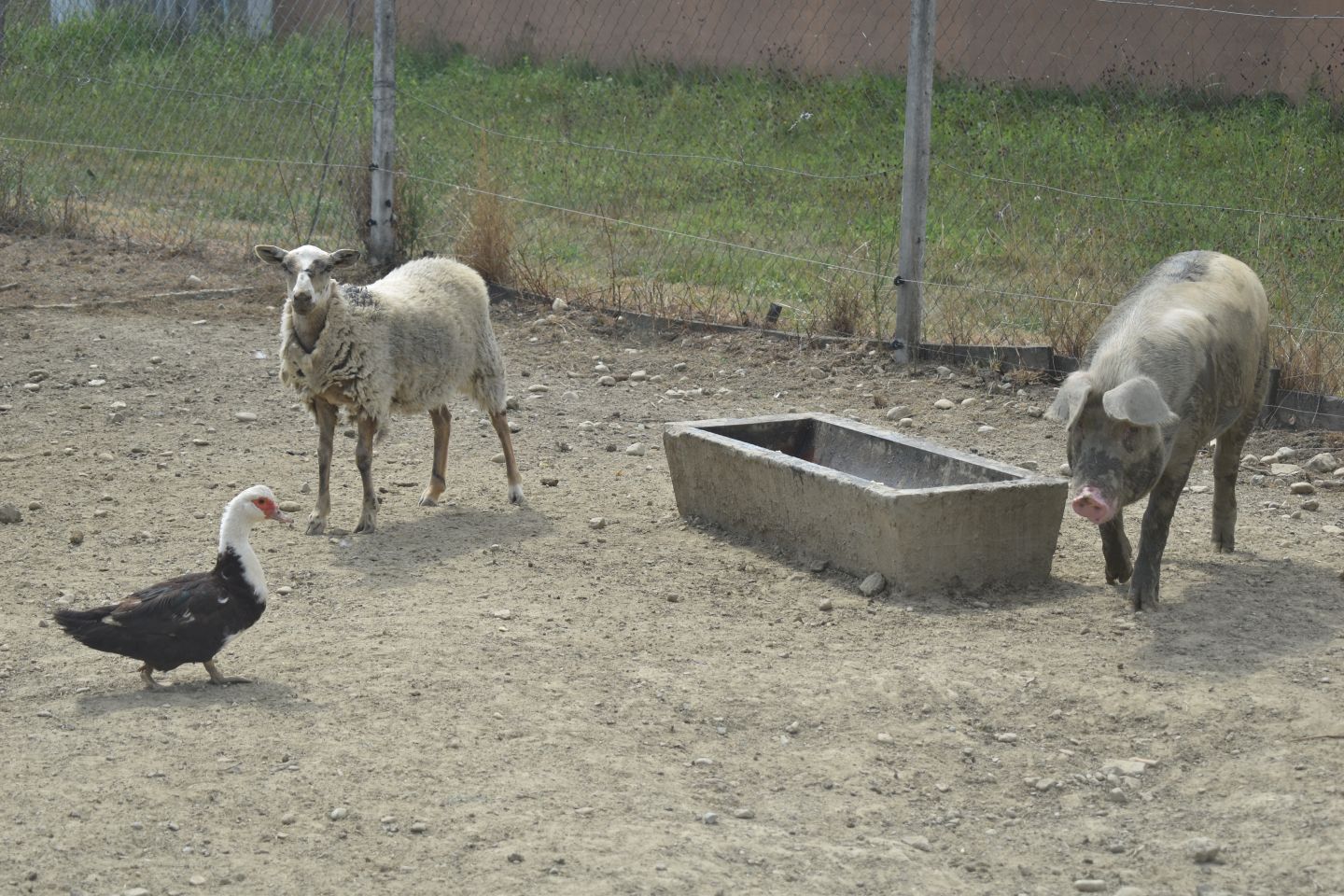 ŠTRUKOVEC Kod Ivana Čurina nalazi se crno more u kojem se kupaju crne svinje (1) ŠTRUKOVEC Kod Ivana Čurina nalazi se crno more u kojem se kupaju crne svinje (1)