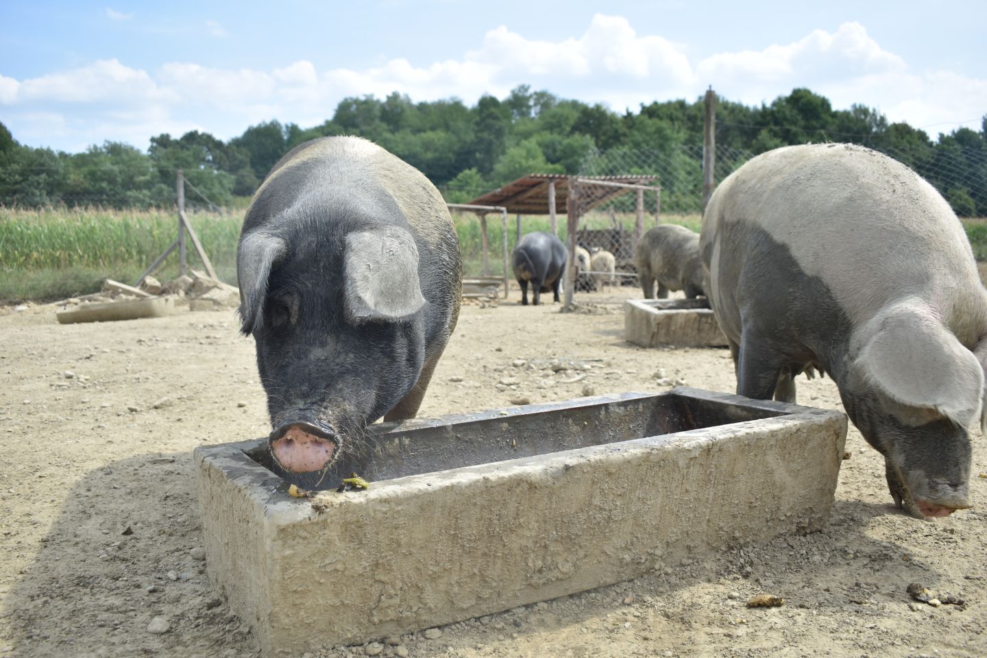 ŠTRUKOVEC Kod Ivana Čurina nalazi se crno more u kojem se kupaju crne svinje (2) ŠTRUKOVEC Kod Ivana Čurina nalazi se crno more u kojem se kupaju crne svinje (2)