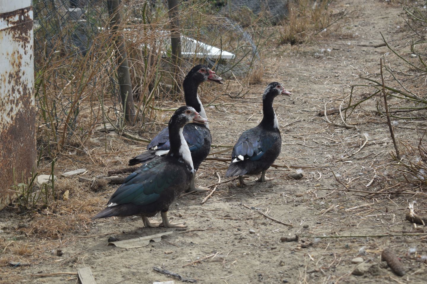 ŠTRUKOVEC Kod Ivana Čurina nalazi se crno more u kojem se kupaju crne svinje (3) ŠTRUKOVEC Kod Ivana Čurina nalazi se crno more u kojem se kupaju crne svinje (3)
