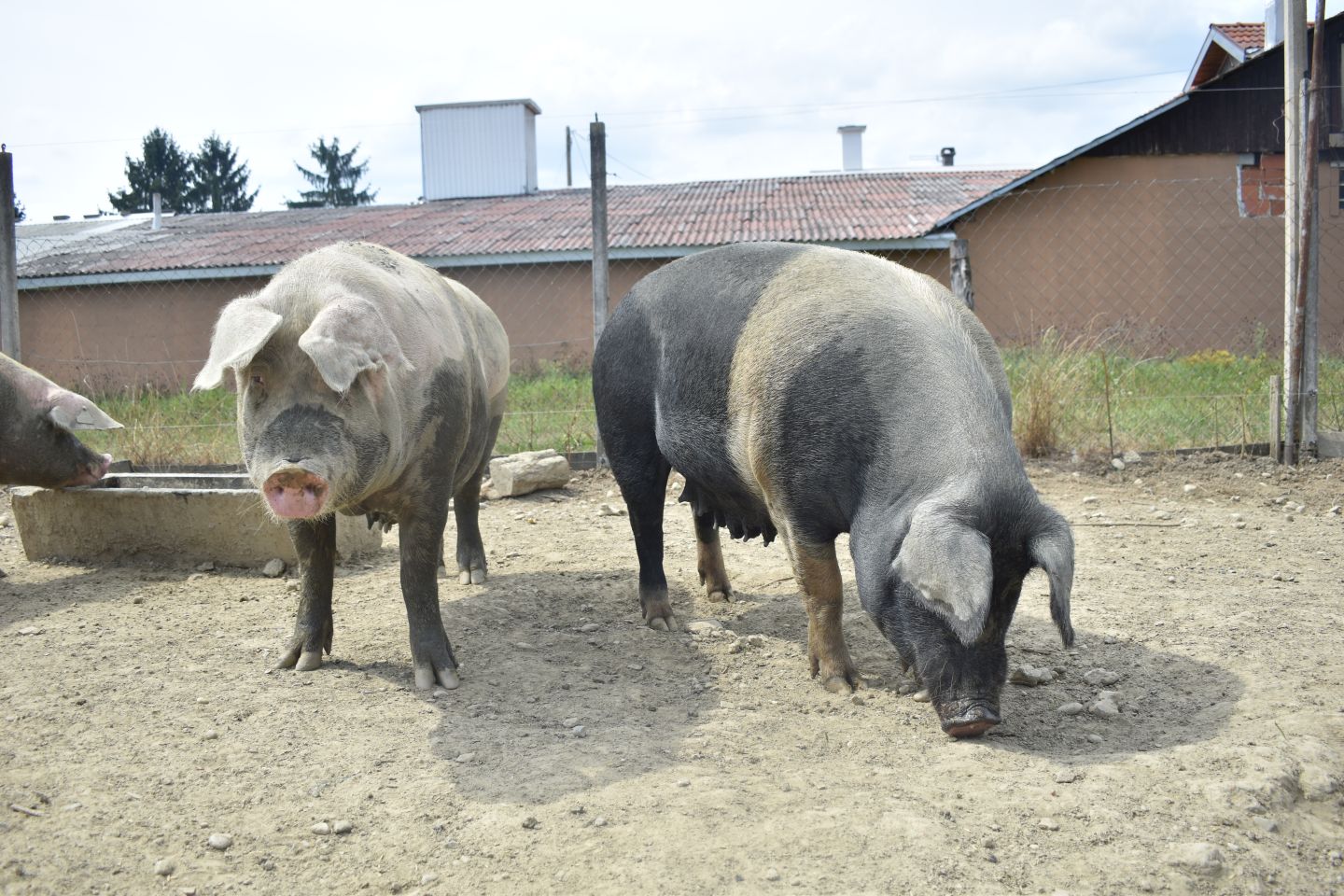 ŠTRUKOVEC Kod Ivana Čurina nalazi se crno more u kojem se kupaju crne svinje (5) ŠTRUKOVEC Kod Ivana Čurina nalazi se crno more u kojem se kupaju crne svinje (5)