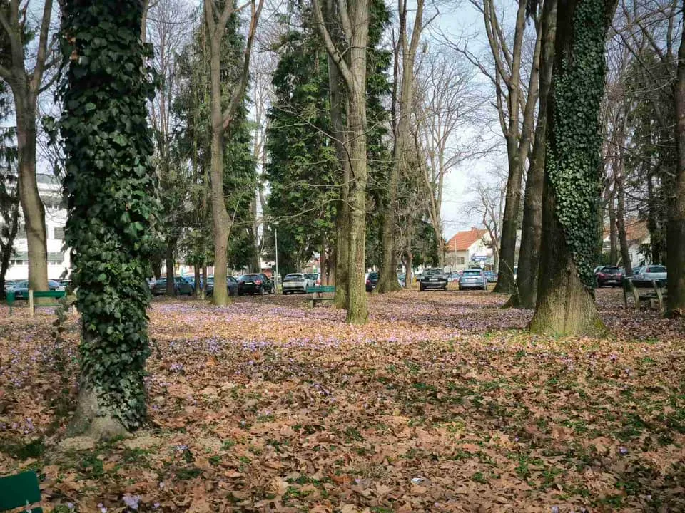 Šafrani, park, bolnica (2)