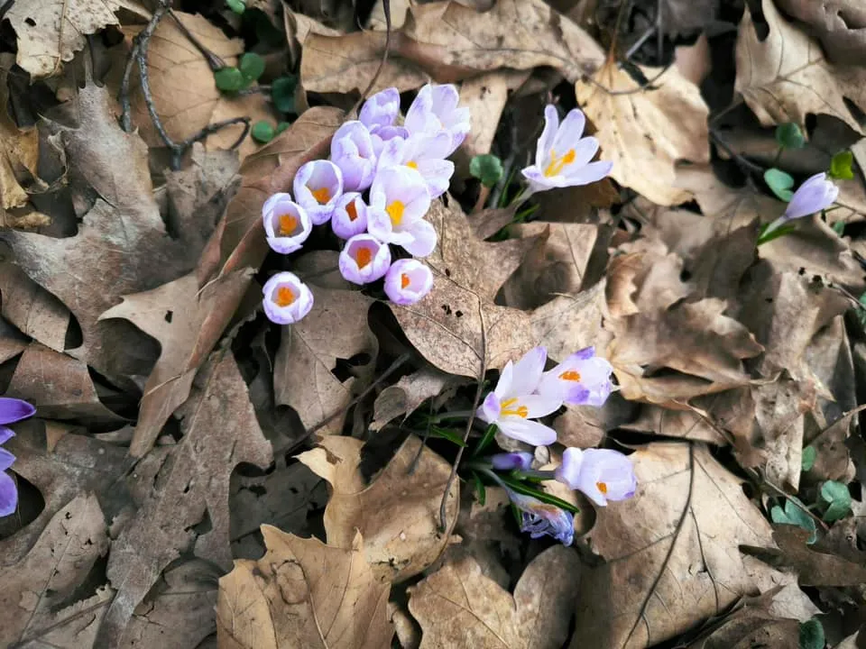Šafrani, park, bolnica (4)