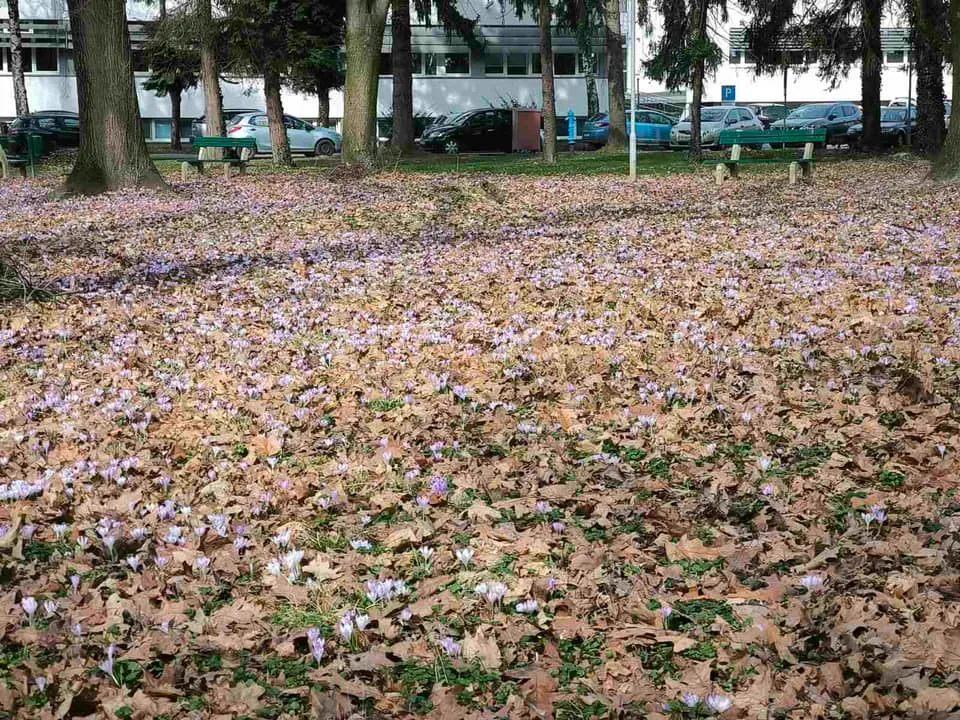 Šafrani, park, bolnica (6)