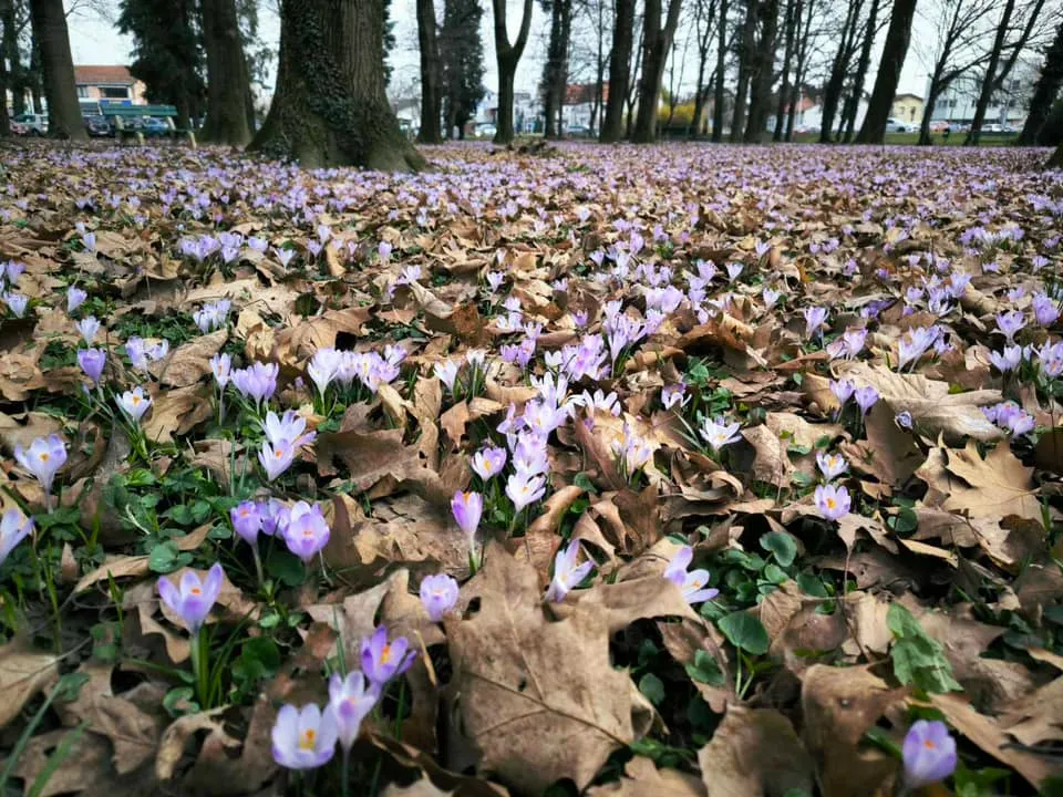 Šafrani, park, bolnica (7)