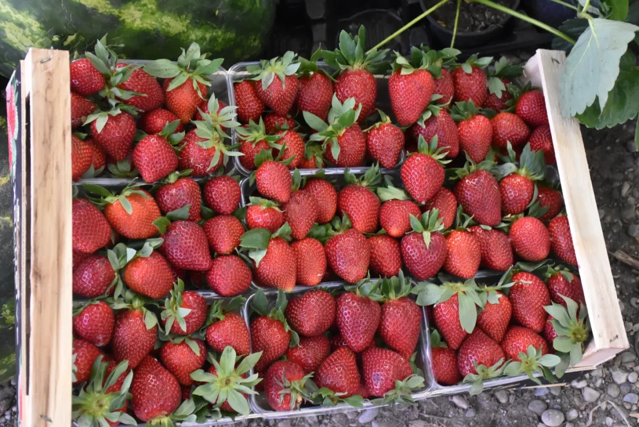 Sajam 14.5.2025. Čakovec (11) Sajam 14.5.2025. Čakovec (11)