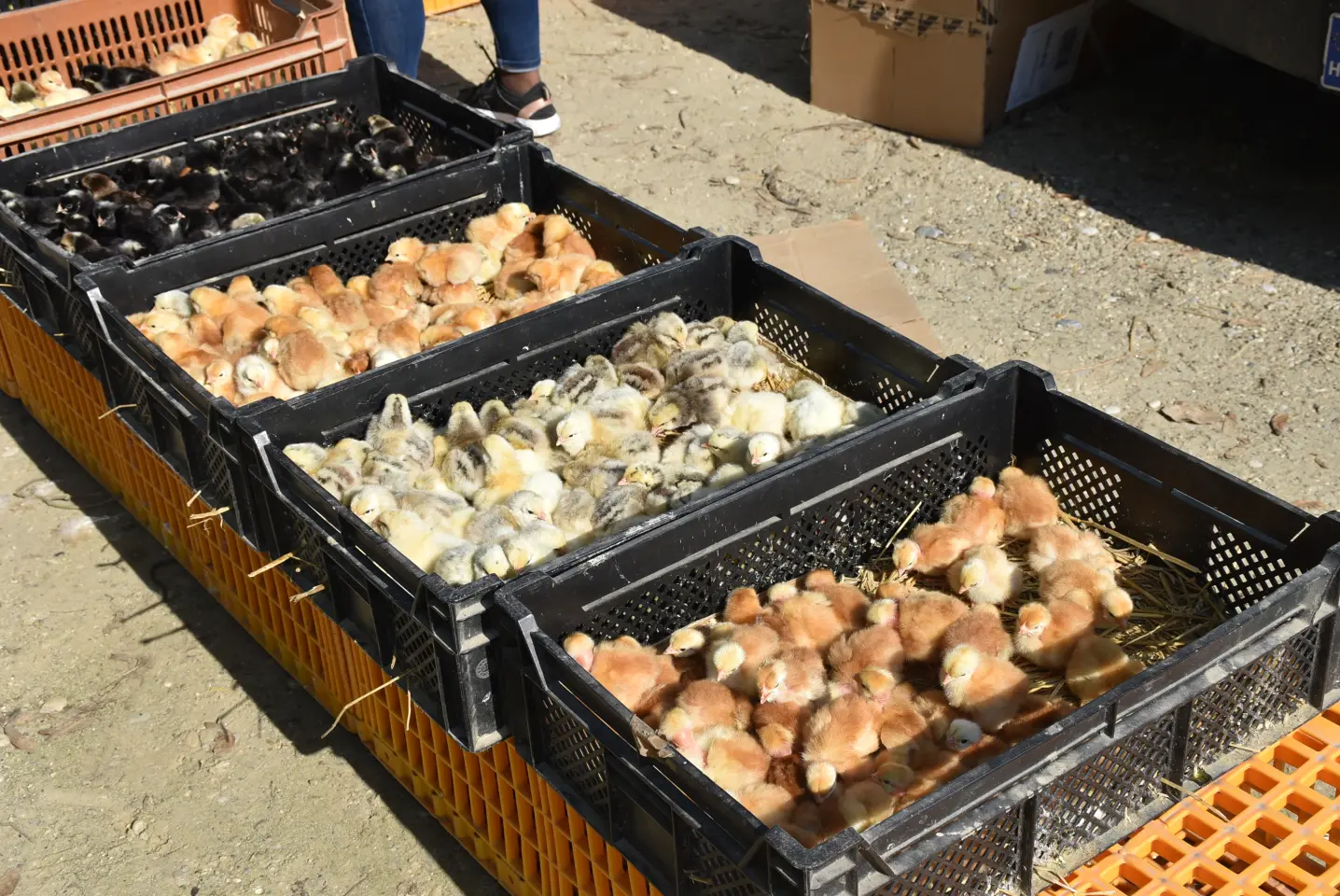 Sajam 14.5.2025. Čakovec (43)