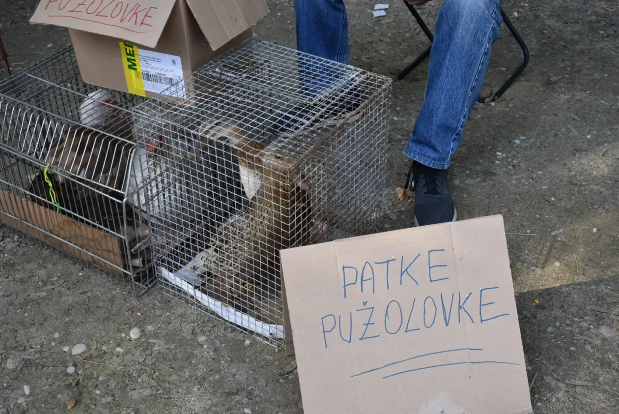 Sajam 14.5.2025. Čakovec (46) Sajam 14.5.2025. Čakovec (46)