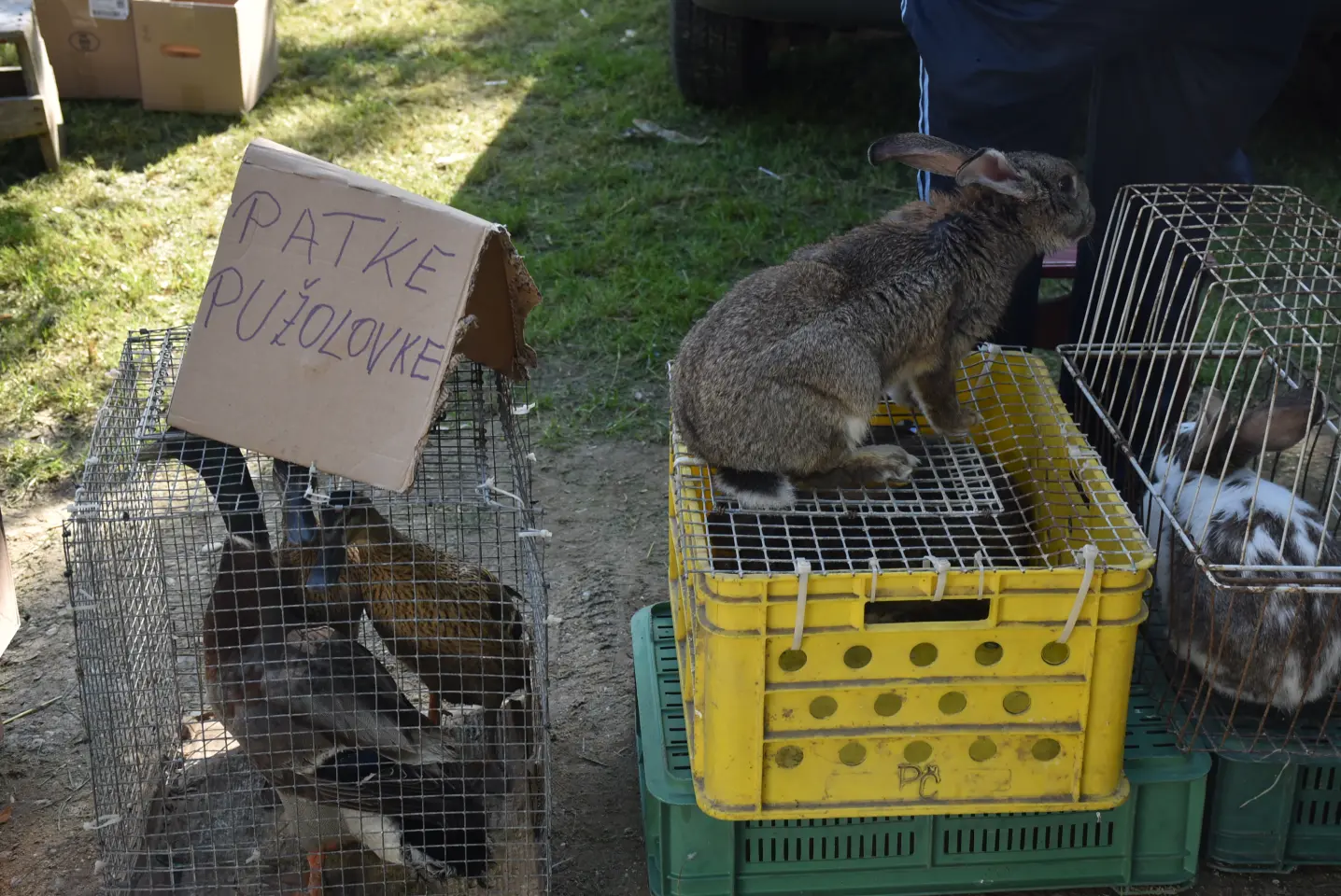 Sajam 14.5.2025. Čakovec (47)