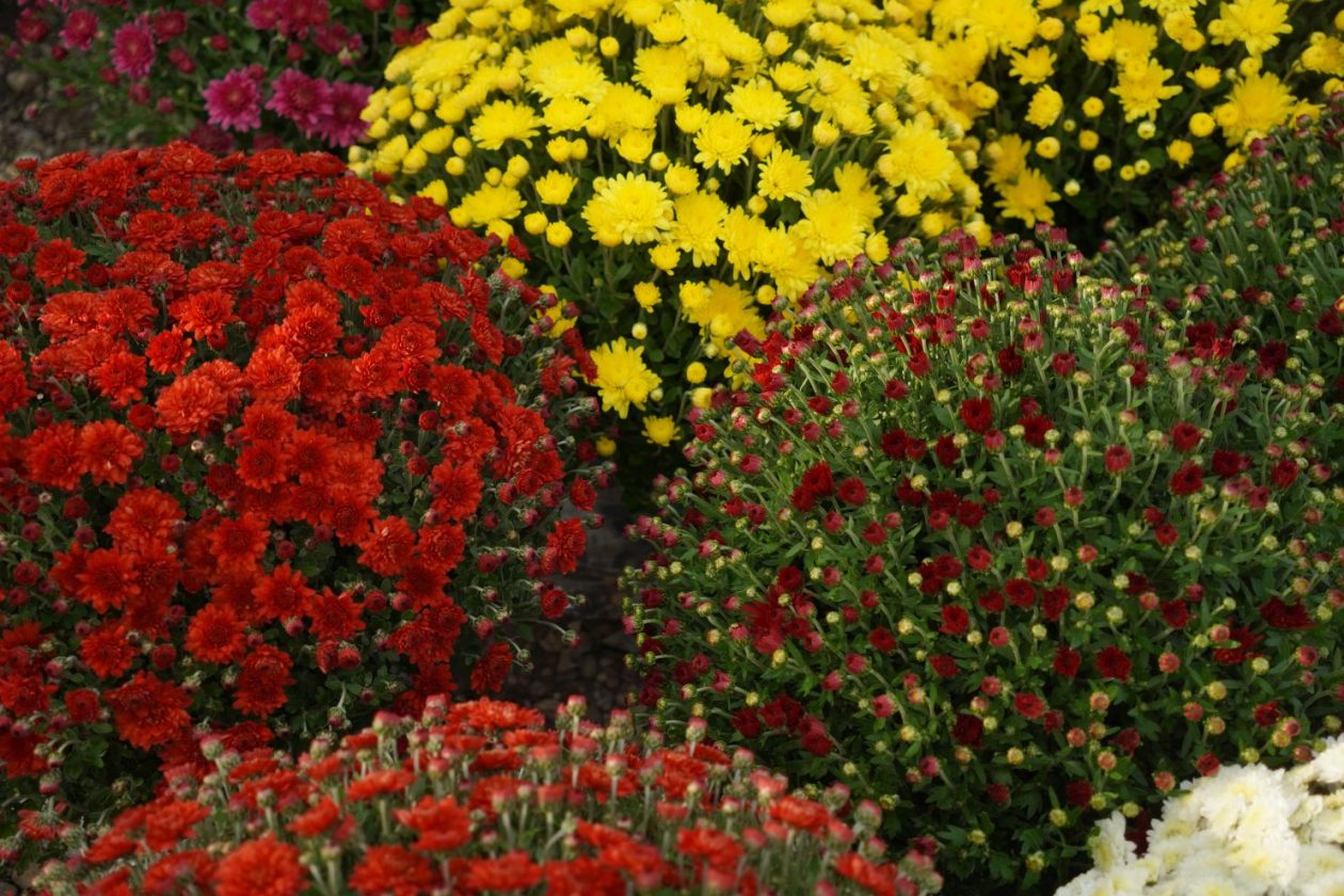 Sajam 15. 10. 2025 (24)