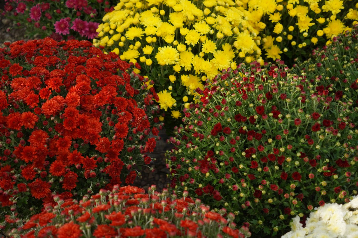 Sajam 15. 10. 2025 (24) Sajam 15. 10. 2025 (24)