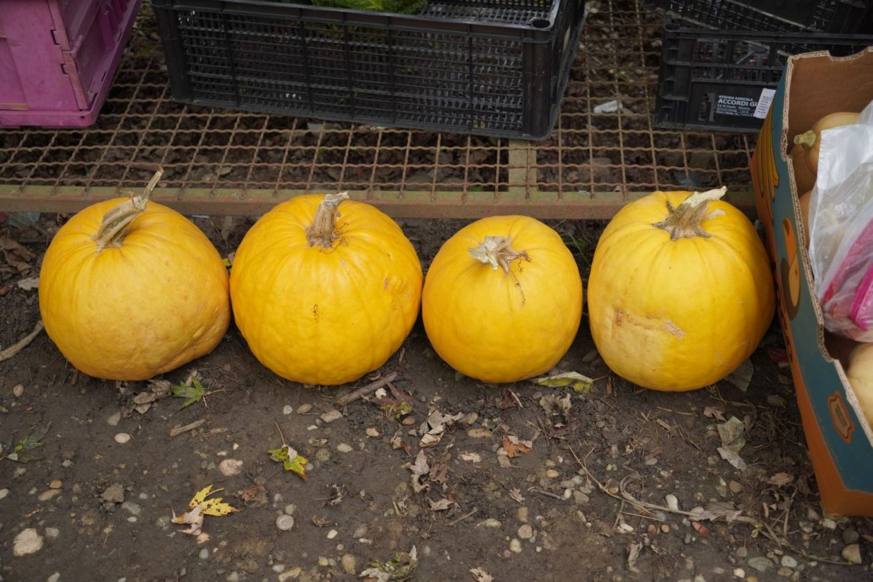 Sajam 15. 10. 2025 (30) TIKVE