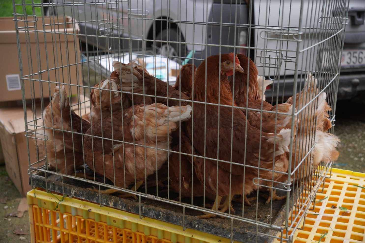 Sajam 15. 10. 2025 (46) Sajam 15. 10. 2025 (46)