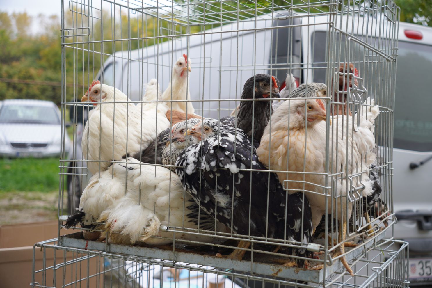 Sajam 15. 10. 2025 (47) Sajam 15. 10. 2025 (47)