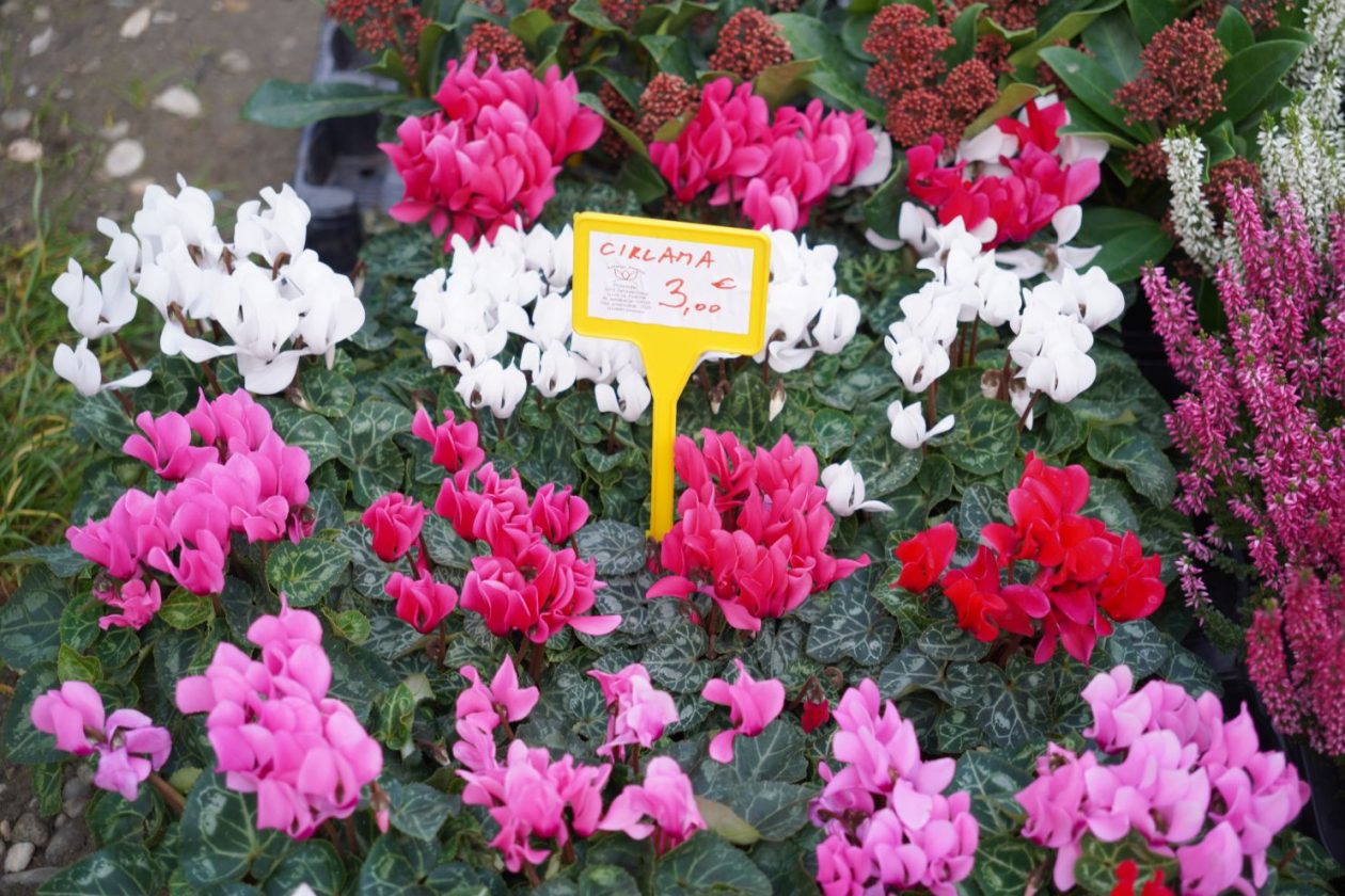 Sajam 15. 10. 2025 (7)