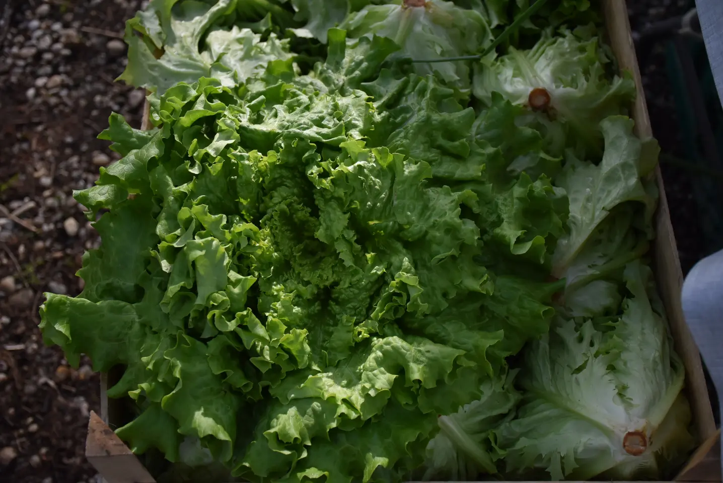 Sajam 16.4.25., Čakovec (16) Sajam 16.4.25., Čakovec (16)