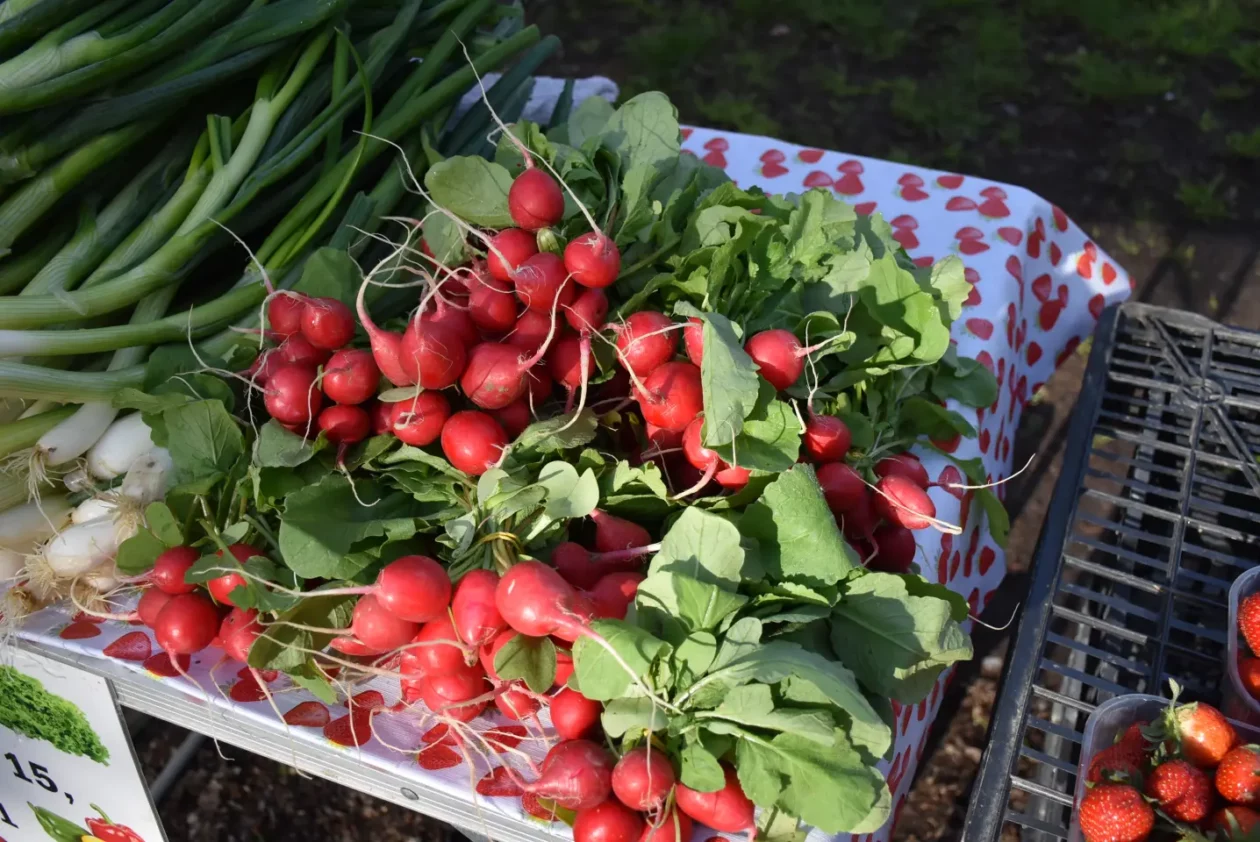 Sajam 16.4.25., Čakovec (27), rotkvice