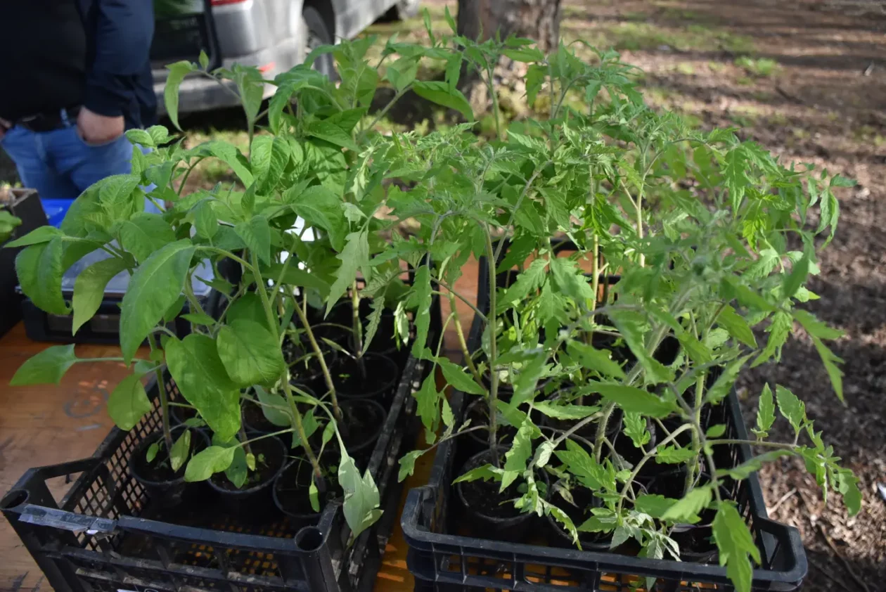 Sajam 16.4.25., Čakovec (34)