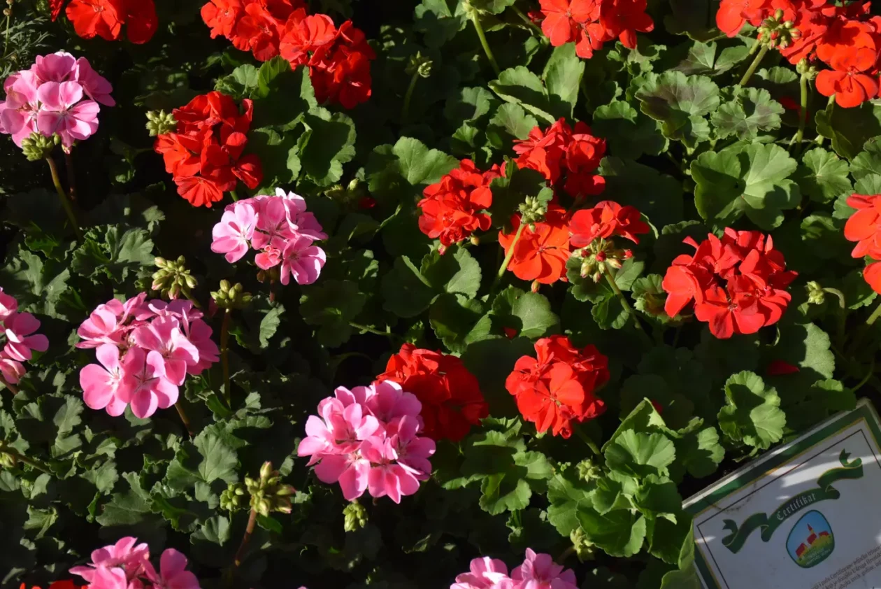 Sajam 16.4.25., Čakovec (37)