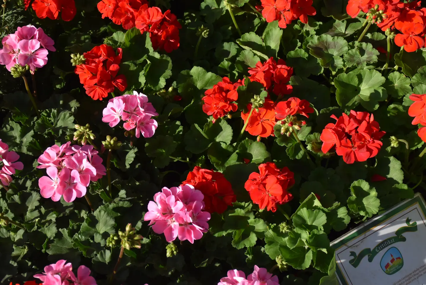 Sajam 16.4.25., Čakovec (37) Sajam 16.4.25., Čakovec (37)