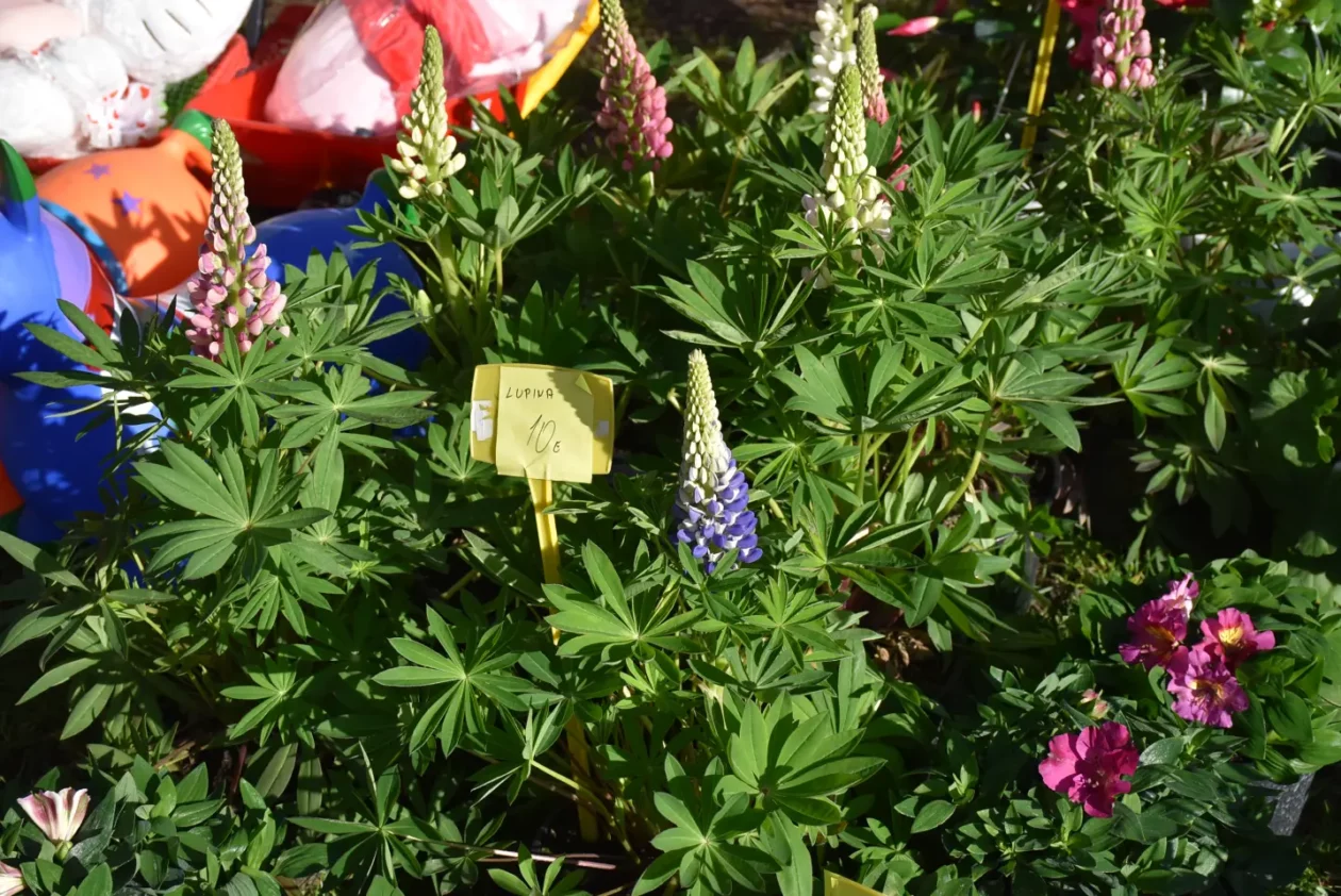 Sajam 16.4.25., Čakovec (38)