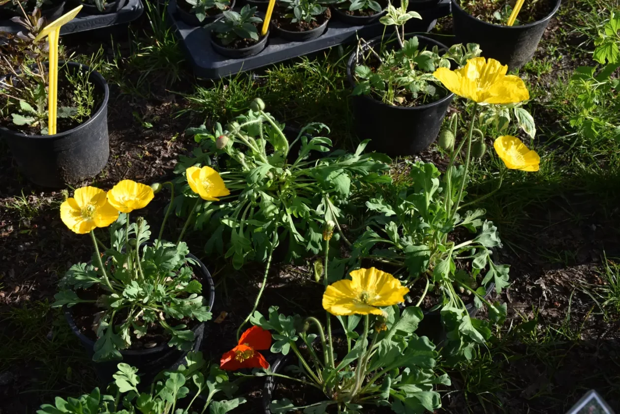 Sajam 16.4.25., Čakovec (47)