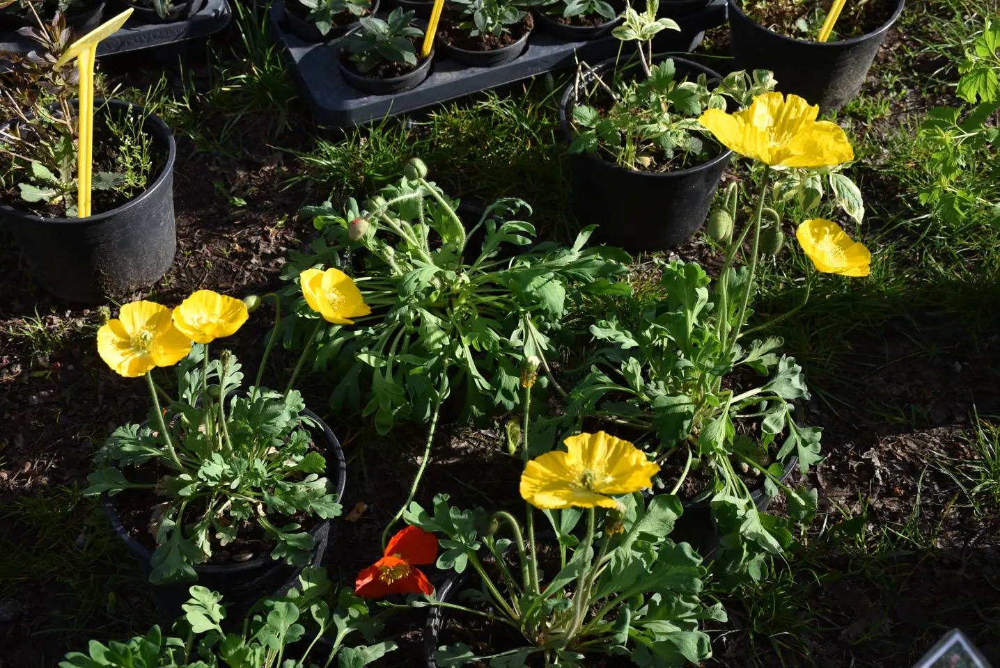 Sajam 16.4.25., Čakovec (47) Sajam 16.4.25., Čakovec (47)