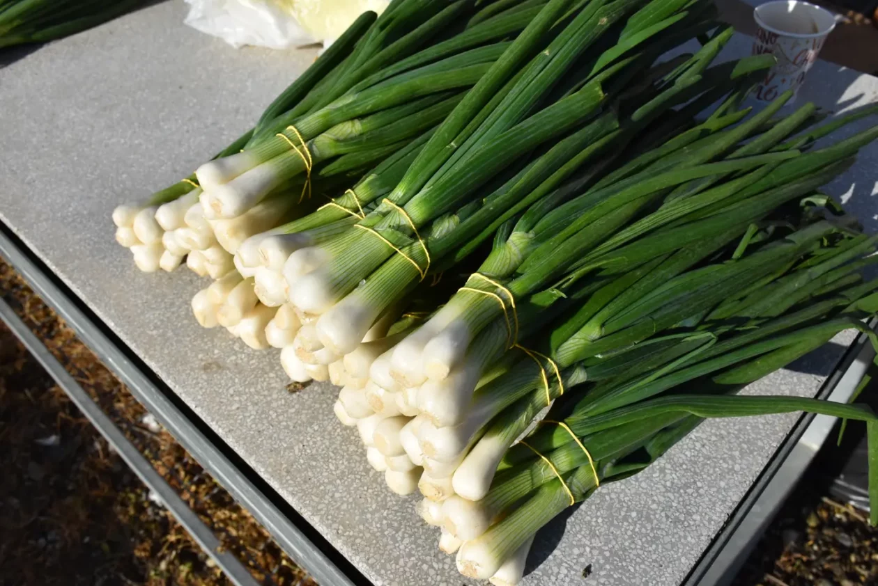 Sajam 16.4.25., Čakovec (5), mladi luk, Antonija Zadravec