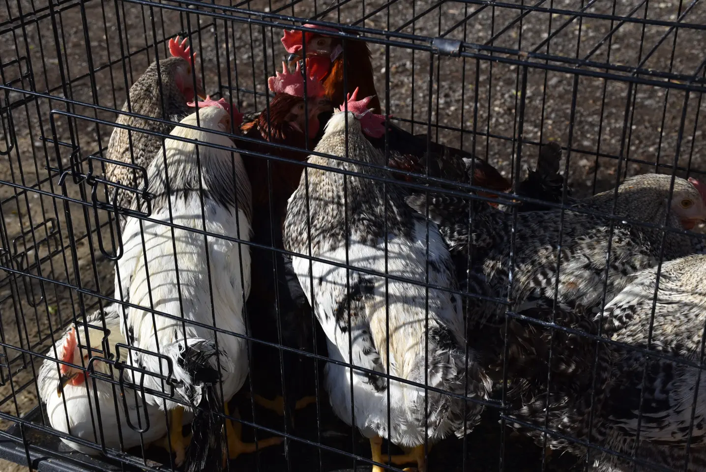 Sajam 16.4.25., Čakovec (52) Sajam 16.4.25., Čakovec (52)