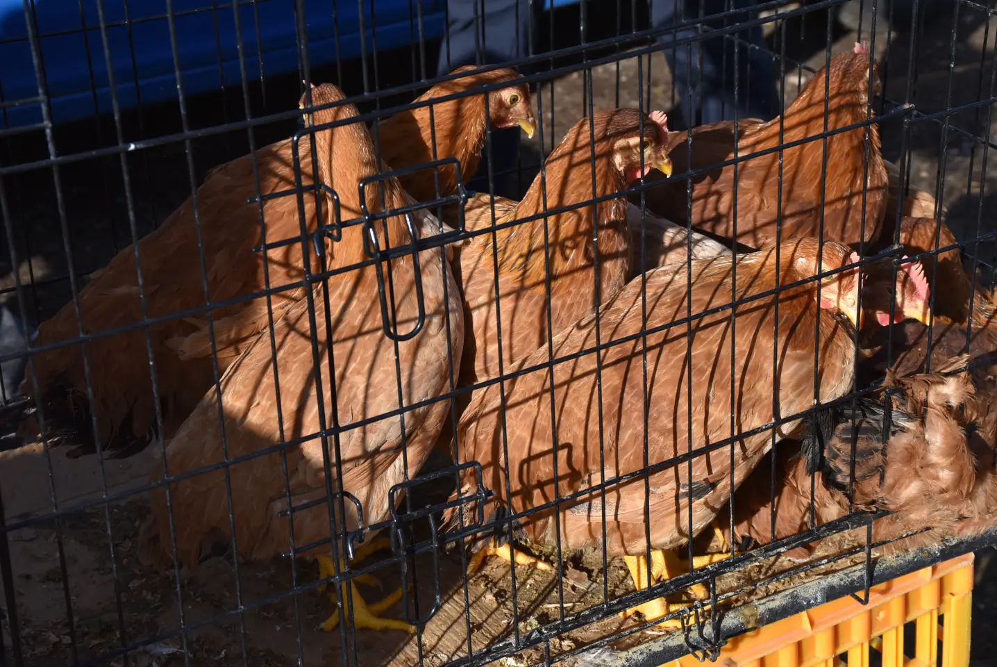 Sajam 16.4.25., Čakovec (53) Sajam 16.4.25., Čakovec (53)