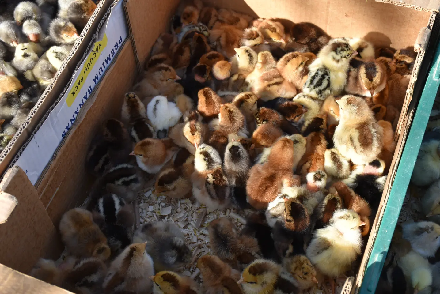 Sajam 16.4.25., Čakovec (56) Sajam 16.4.25., Čakovec (56)