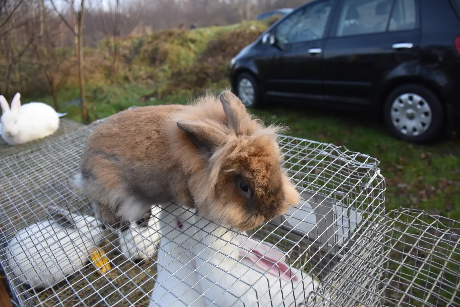 Sajam 18.12.24 (27) Sajam 18.12.24 (27)