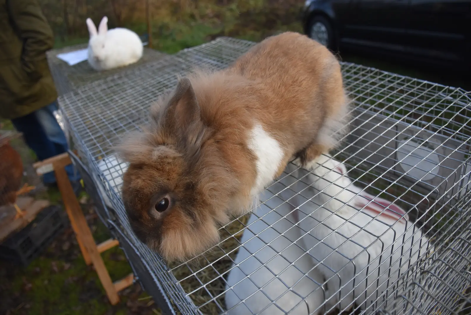 Sajam 18.12.24 (28) Sajam 18.12.24 (28)