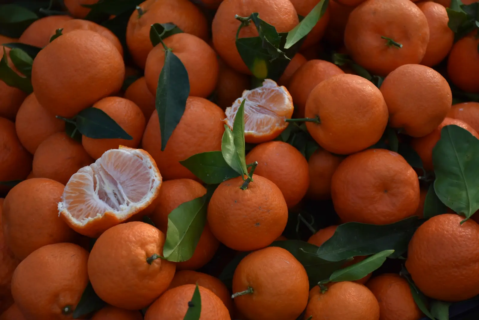 Sajam 18.12.24 (6) Sajam 18.12.24 (6)